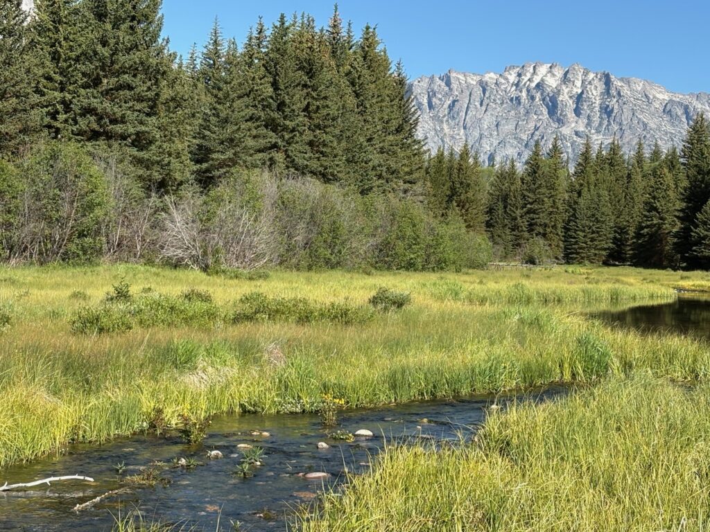 Grass by creek and trees and Teton Mountains in Wyoming