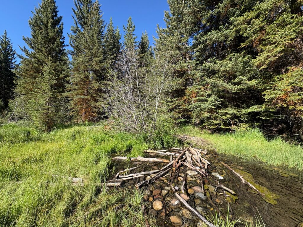 Grass and trees in grassy knoll in Wyoming